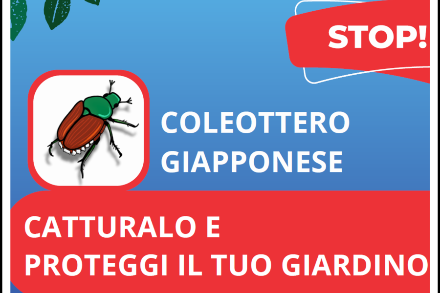 Coleottero Giapponese – come riconoscerlo e come comportarsi in caso di ritrovamenti