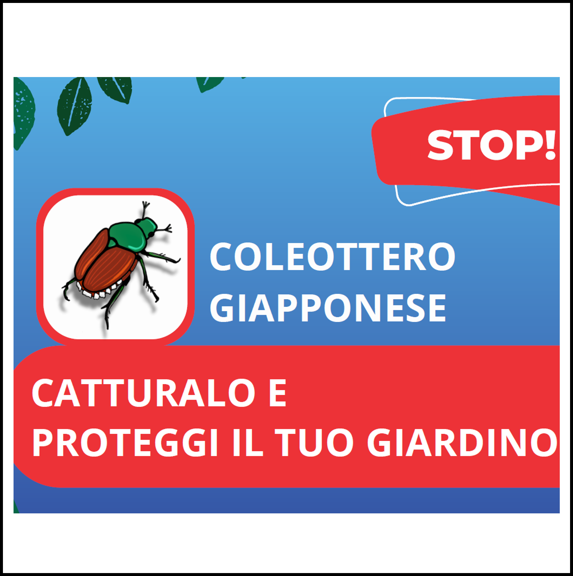 Coleottero Giapponese – come riconoscerlo e come comportarsi in caso di ritrovamenti